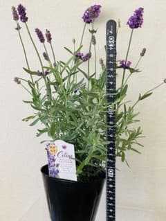 イングリッシュラベンダー セリーヌ 約35cm 15苗セット 朝露 様専用イングリッシュラベンダー セリーヌ 約35cm 5苗セット