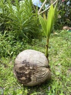 発芽ココナツ　ヤシ　殻付き 約30cm芽のサムネイル