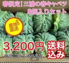 春キャベツの本場‼️三浦三戸浜の春きゃべつ8個セット‼️のサムネイル