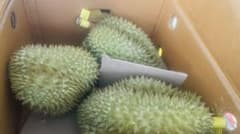 新鲜榴蓮ドリアン 1.5kg～1.8kg/1玉 - メルカリ