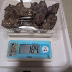 ヤーコン　種芋のサムネイル