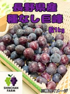 【今季最終】長野県産 種なし巨峰 粒1kg(ご家庭用)のサムネイル