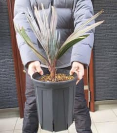 現品】ビスマルキア・ノビリス シルバー 椰子 ヤシ 8号 D21番 - メルカリ