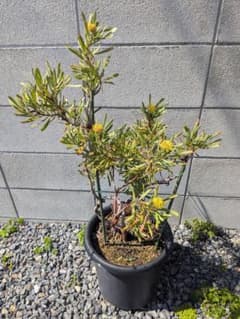 リューコスペルマム カリプソゴールド 苗木 オージープランツ