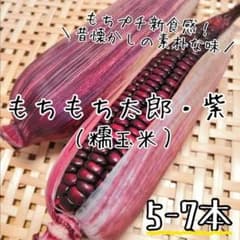 糯玉米/もちもち太郎/もちトウモロコシ/徳島県産/5〜7本入のサムネイル