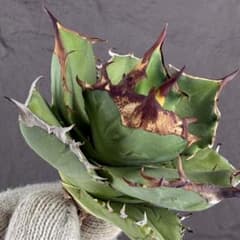 【クリスマスセール】♯21 太棘　バンド幅優秀　アガベ　チタノタ　白犀牛　TC アガベ チタノタ“台湾白犀牛”】極上バンド幅/写真株出品/H17 - メルカリ