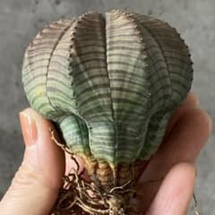 す*ち様 B13700☆オークション☆ 超巨大5.5cm株！ユーフォルビア オベ