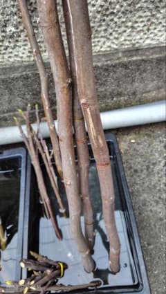 いちじく多品種穂木詰め合わせ〜La・figue farm | Shop at Mercari