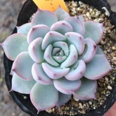 ミックスベリア♥ブルーベリームーン♥おらいさん作出♥葉挿し育成株