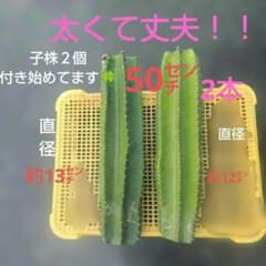 柱サボテン鬼面角 しっかり太くて丈夫なブランチ用 約50㌢2本おまとめ