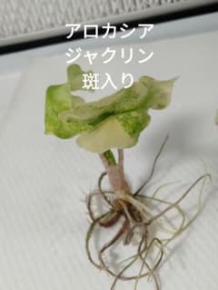Alocasia Jacklyn var. (TC)アロカシア・ジャクリン斑入り Alocasia Jacklyn var. (TC)アロカシア・ジャクリン斑入り - メルカリ