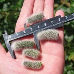 レブチア サボテンのサムネイル