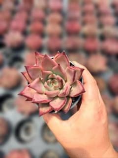 Top【選抜株】多肉植物　20913ピンクルビー　24個　鉢無し/脱土 Top【選抜株】多肉植物 20913ピンクルビー 24個 鉢無し/脱土 - メルカリ