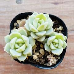 多肉植物 白牡丹 抜き苗 白牡丹 抜き苗 多肉植物 - メルカリ