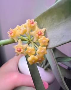 GWセール　珍種Hoya Pandurata Viet Silverサクララン セール 珍種Hoya Pandurata Viet Silverサクララン - メルカリ