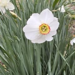 Lipstick Daffodil, 7 bulbs, bare root, ③