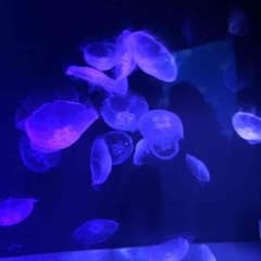 Ellie様専用のサムネイル