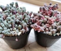 多肉植物プレビフォリウム　2ポット分のサムネイル