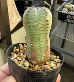 ユーフォルビア オベサ 梵天 抜き苗のサムネイル
