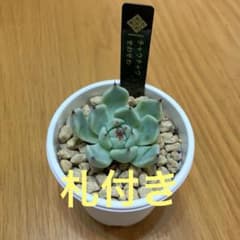 あ*く様 多肉風月さん サバテマ メルカリ便 札付き・抜き苗 多肉風月さん 札付き チャウチャウxそわそわ - メルカリ
