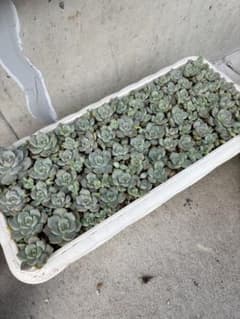 多肉植物 白牡丹 カット苗 訳ありのサムネイル