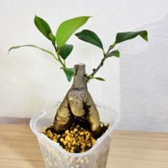 【送料込み】万歳ガジュマル ミニ盆栽 3号 手入れ簡単 インテリア 観葉植物のサムネイル