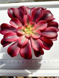 アエオニウム ピンクディジー 極上花顔株‼️抜き苗 多肉植物 | Shop at