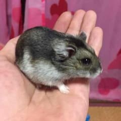 よぽ様専用のサムネイル