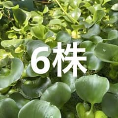 ホテイアオイ 浮き草 水草 メダカ 金魚 産卵床のサムネイル