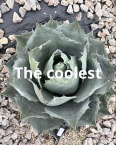 多肉植物 アガベ 特選 アガベ オバティフォリア ドワーフ 極上美株