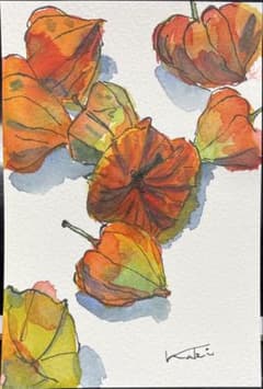 水彩画 植物 ほおずきのサムネイル