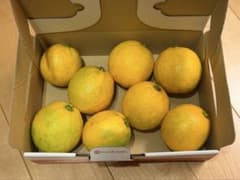 農薬不使用　国産マイヤーレモン　約1kgのサムネイル