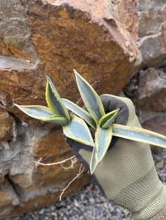 アガベ アメリカーナ バリエガータ 2株セット子株 抜き苗 アメリカーナ