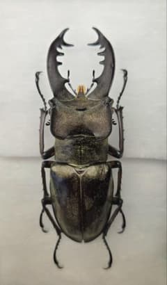 ハイブリッド標本？】ダイオウ&スマトラオオヒラタクワガタ？81