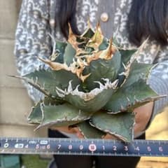 アガベ チタノタ 海王 極上絶狂棘 鮮緑肌 超大株 優良血統 - メルカリ