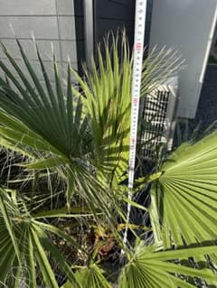 ワシントンヤシ　フィリフェラのサムネイル
