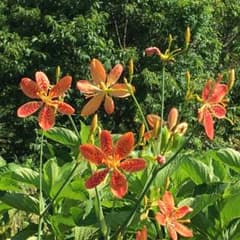 ヒオウギ　種　30粒のサムネイル