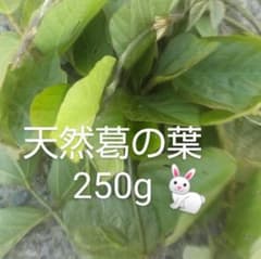 天然葛の葉 250g うさぎ用おやつのサムネイル