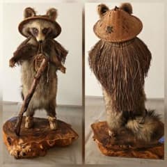 タヌキ 狸 鳥獣 剥製 本物 縁起物 商売繁盛 出世運 天然木 台座付き