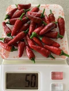 農家が育てた八丈島の島唐辛子　激辛のサムネイル