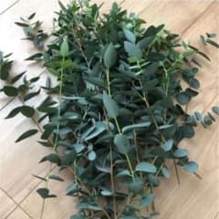 ユーカリ　20-25cm 5本のサムネイル