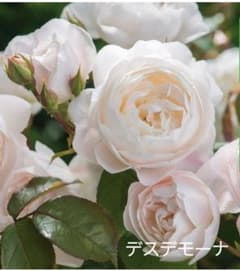 デスデモーナ バラ苗 ② つぼみ付きのサムネイル