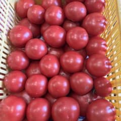 木なり完熟トマトのサムネイル