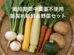 愛知県産 栽培期間中農薬不使用 朝採れ 初夏の新鮮野菜セット - メルカリ