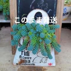 多肉植物❤マジョール＆リメ缶❤壁掛け❤吊るしこのまま発送❤のサムネイル