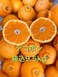 デコポン 不知火 箱込9.5kgのサムネイル