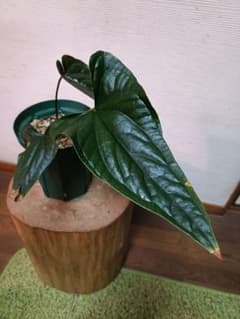 Anthurium Luxury Jungle アンスリウムハイブリッド - メルカリ