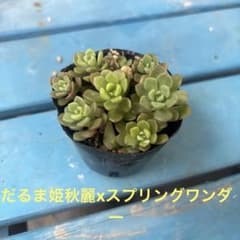 多肉植物　☆ だるま姫秋麗✖️スプリングワンダー☆抜き苗根付きのサムネイル