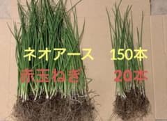 玉ねぎ苗　ネオアース150＋赤玉ねぎ20（オマケのサムネイル