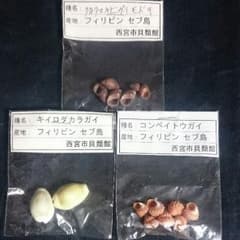 貝殻 3種類のサムネイル